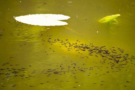 Tadpoles in a pond