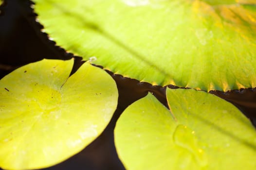 Water lily