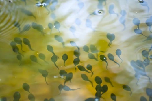 Tadpoles in a pond