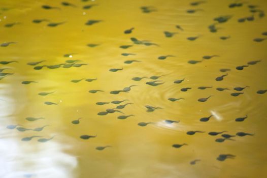 Tadpoles in a pond