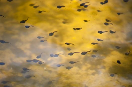 Tadpoles in a pond