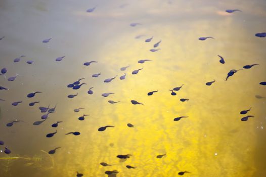 Tadpoles in a pond