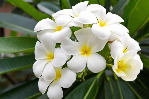 Beautiful white flower in thailand, Lan thom flower