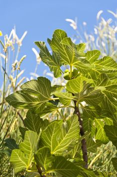 Fig Tree on Samos