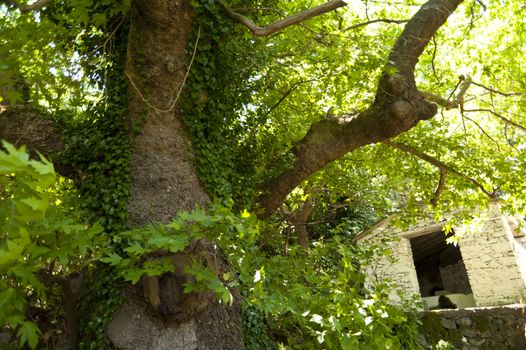 Old tree on Samos