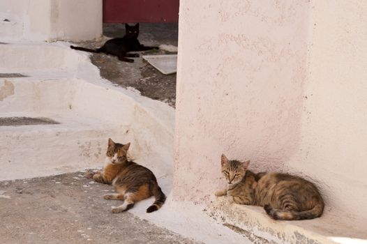 Cats on Samos