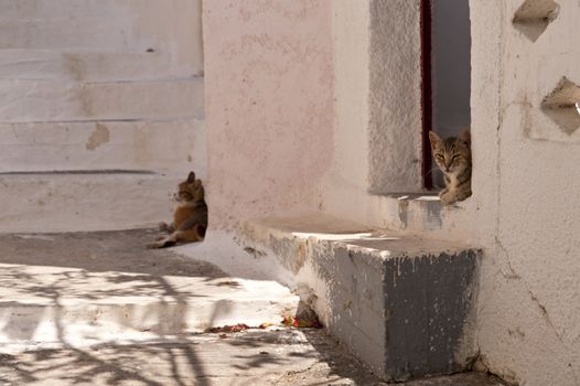 Cats on Samos