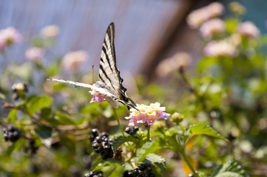 Butterfly on Samos