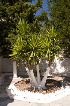Palm tree on Samos