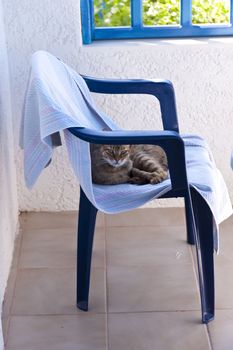 Cat on samos