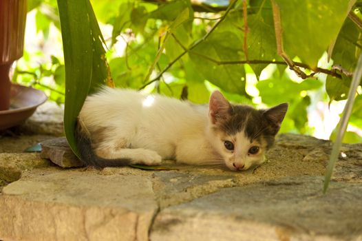 Kitten on Samos