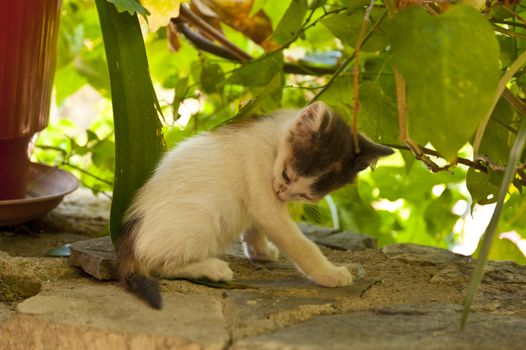 Kitten on Samos