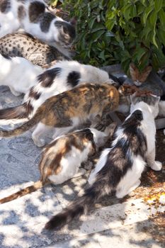 Cats on Samos