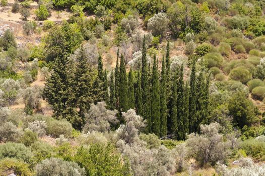 Landscape on Samos