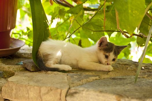 Kitten on Samos