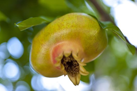 Pomegranate