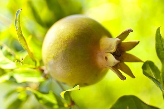 Pomegranate