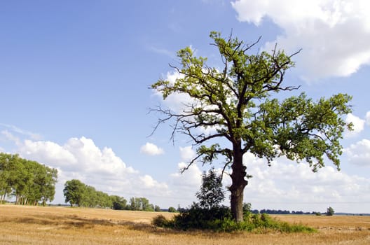 Background of ancient old oak tree in middle of riped agricultural fields and cloudy blue sky.