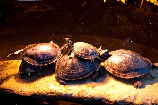 turtles under warming light