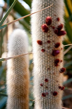 close up of a cactus