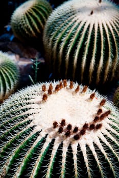 close up of a cactus