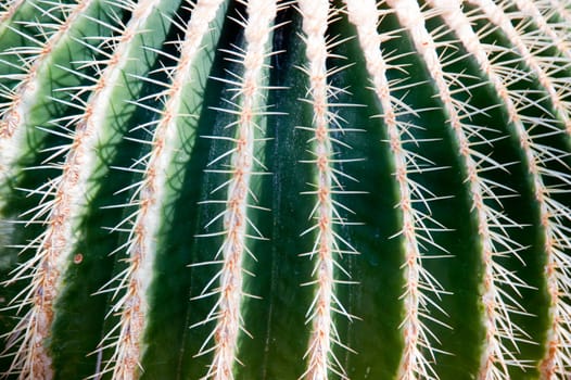 close up of a cactus