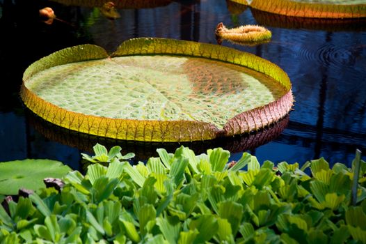 leaf of a lotus