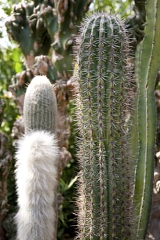 close up of a cactus