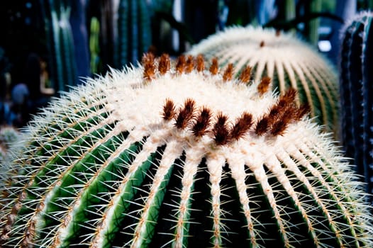 close up of a cactus