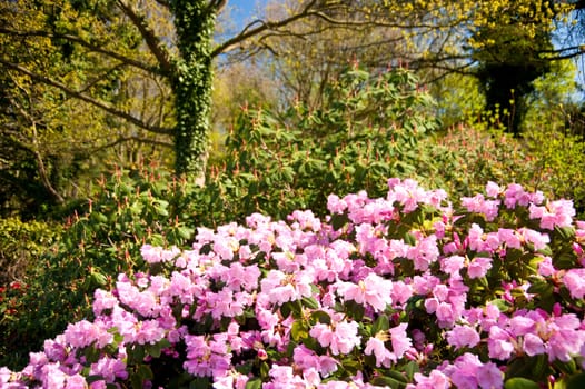 blossoming tree in april