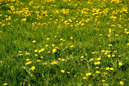 meadow of dandelion