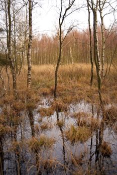 moorlands near neum�nster / germany