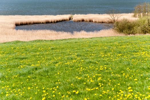 meadow of dandelion