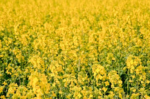 rape field in april / schleswig-holstein / germany