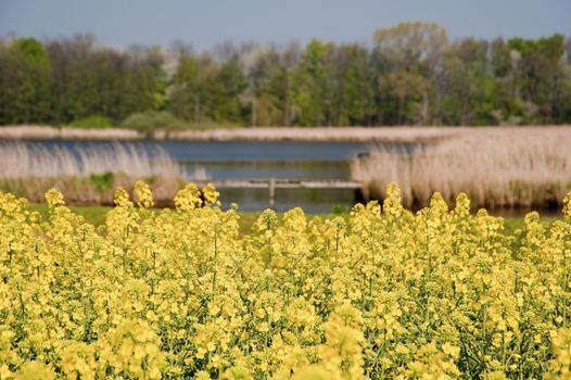 rape field in april / schleswig-holstein / germany