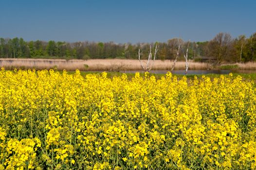 rape field in april / schleswig-holstein / germany