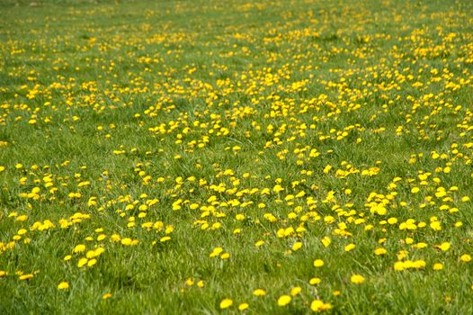 meadow of dandelion