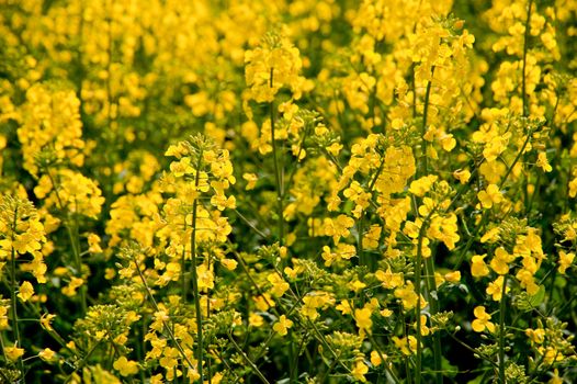 rape field in april / schleswig-holstein / germany