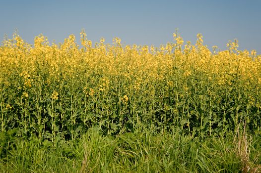 rape field in april / schleswig-holstein / germany