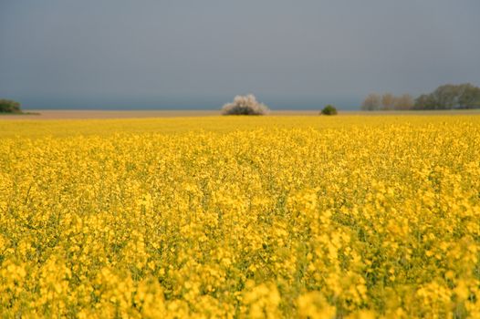 rape field in april / schleswig-holstein / germany