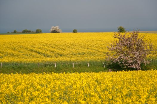 rape field in april / schleswig-holstein / germany