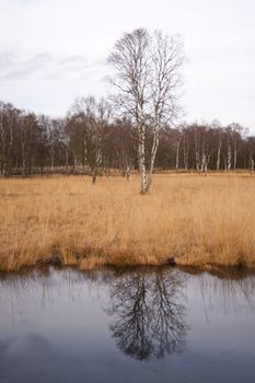 moorlands near neum�nster / germany