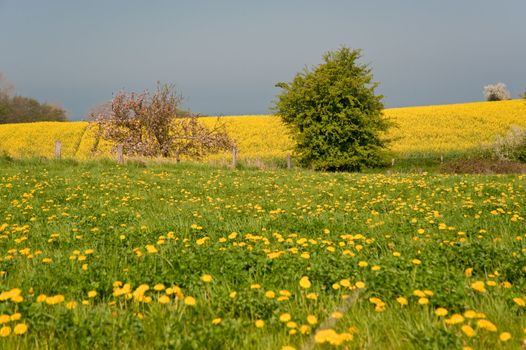 rape field in april / schleswig-holstein / germany