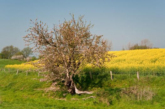 rape field in april / schleswig-holstein / germany