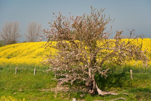 rape field in april / schleswig-holstein / germany