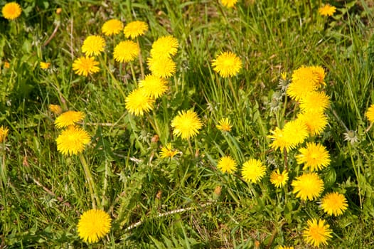 dandelion flowers in april