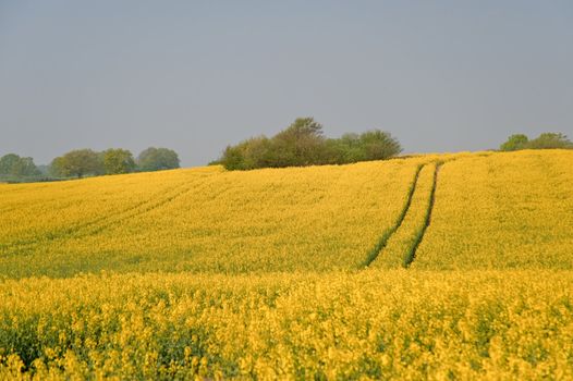rape field in april / schleswig-holstein / germany