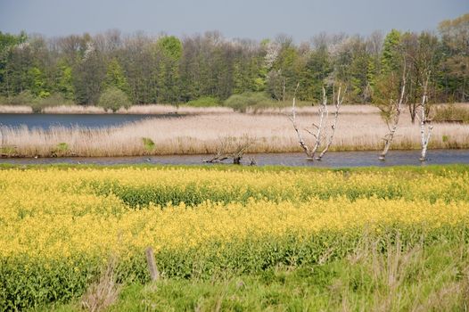 rape field in april / schleswig-holstein / germany