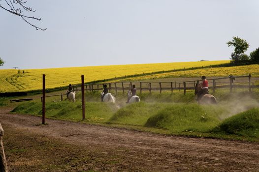rape field in may / schleswig-holstein / germany