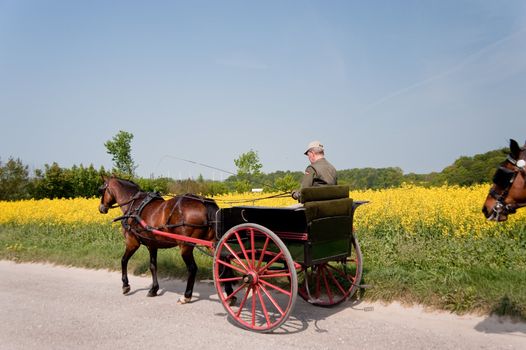 rape field in may / schleswig-holstein / germany